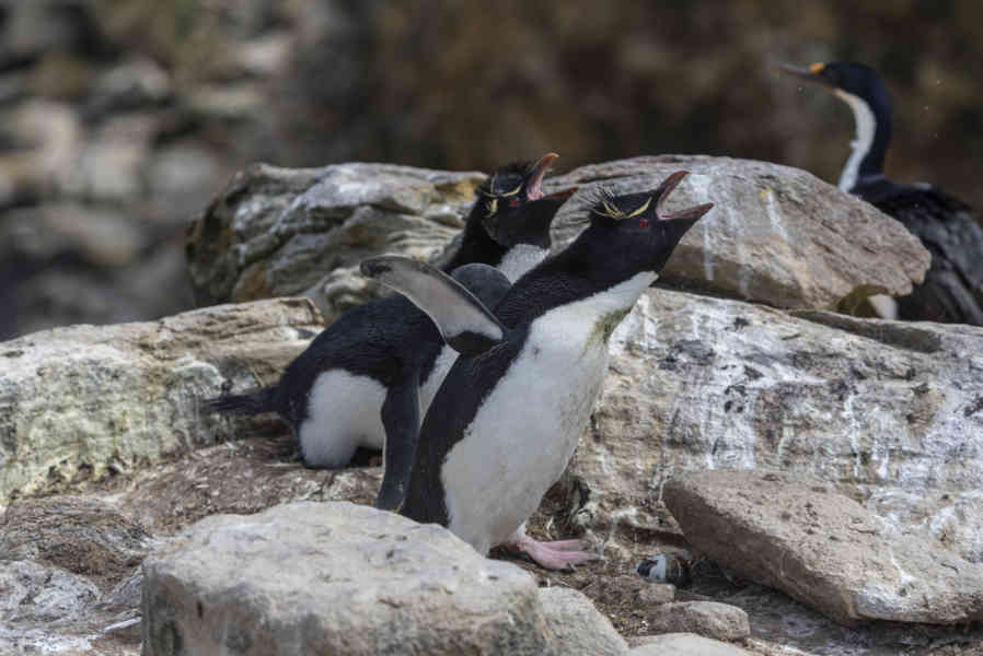 Pingüino Rockhopper - islas Falkland o Malvinas 38.jpg